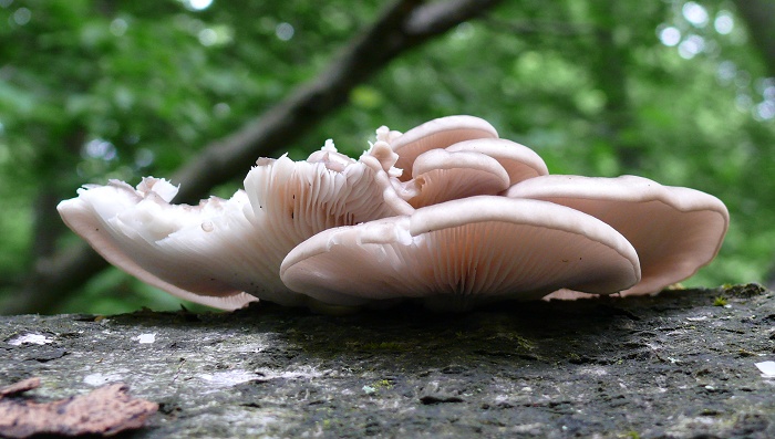 PleurotusCornucopiae2